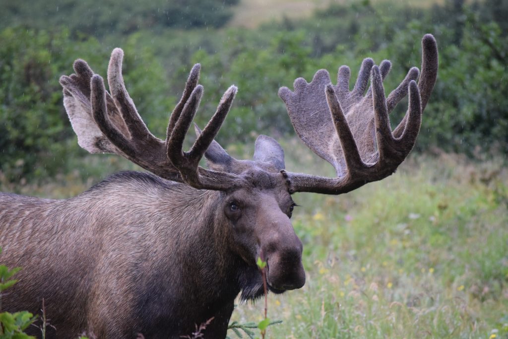 custom marketing Alaska | Cute moose eating leaves