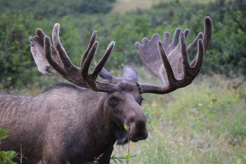 Close-up of a moose eating in Alaska.