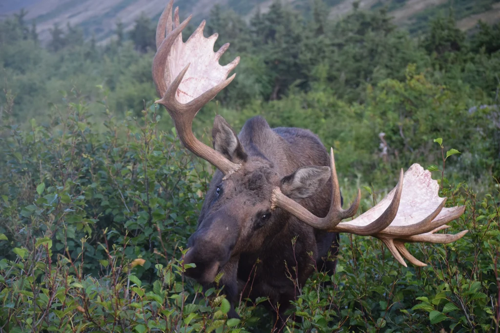 A moose eating among brush in the Alaska wilderness.