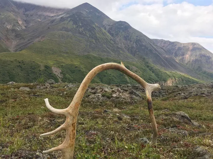 A shed moose antler stands upright like an arch with Alaska mountains in the background.