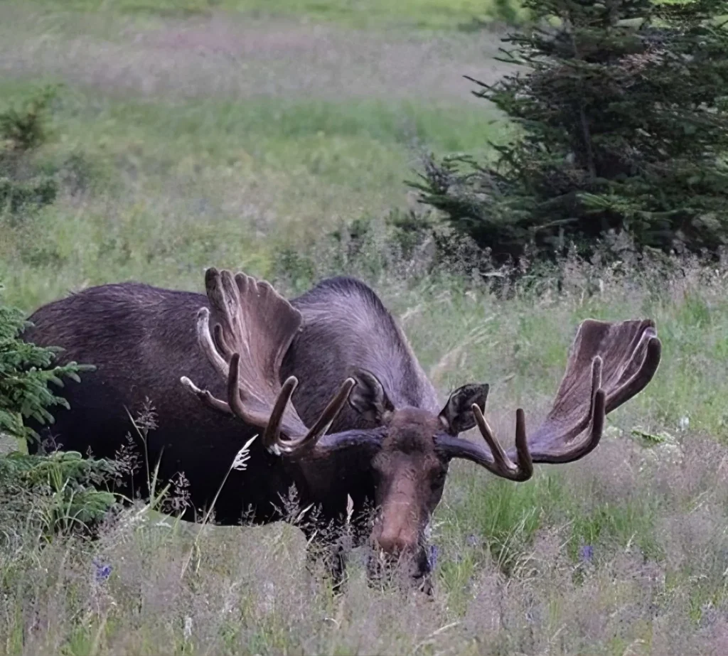 Moose eating in tall grass in the Alaska wilderness.