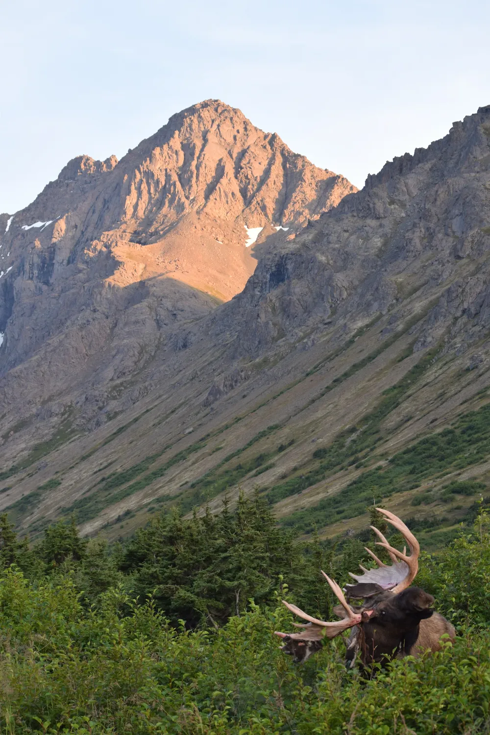 Moose standing in greenery with Alaska mountains in background
